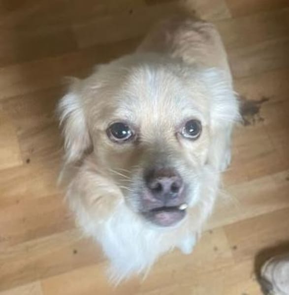 LEO - in 49406 Eydelstedt