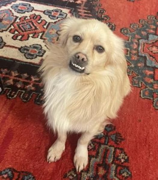 LEO - in 49406 Eydelstedt