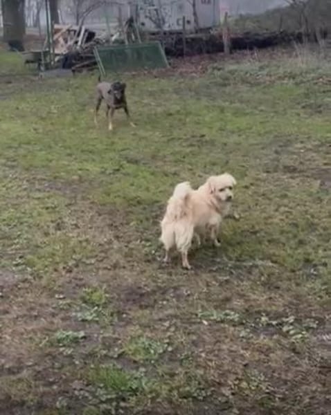 LEO - in 49406 Eydelstedt