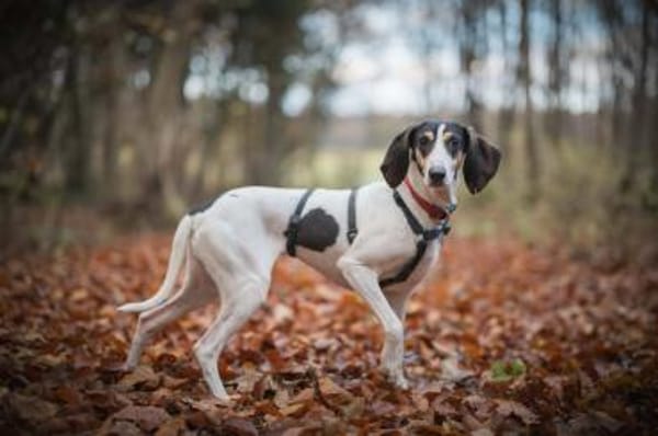 💜Lea - in Deutschland auf Pflegestelle