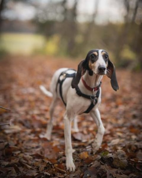 💜Lea - in Deutschland auf Pflegestelle