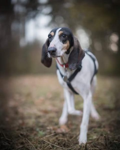 💜Lea - in Deutschland auf Pflegestelle