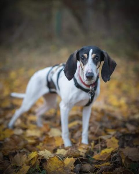 💜Lea - in Deutschland auf Pflegestelle