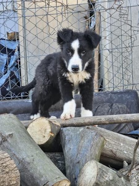 Welpenhündin Onnea sucht ihre Familie