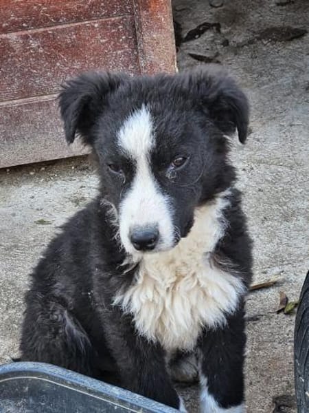 Welpenhündin Onnea sucht ihre Familie