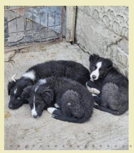 Welpenhündin Onnea sucht ihre Familie