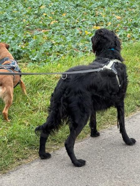 💜Medoro - in Deutschland zur Pflege