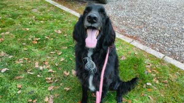 💜Medoro - in Deutschland zur Pflege