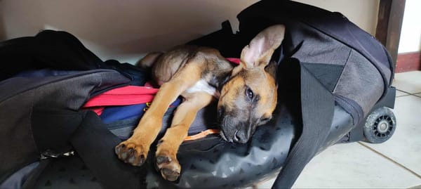 TANINA la malicieuse