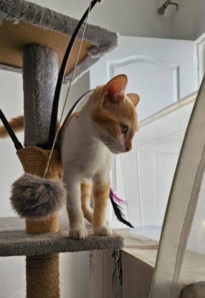 🐾   Bennington, femelle X européen née le 05/09/2025 🐱