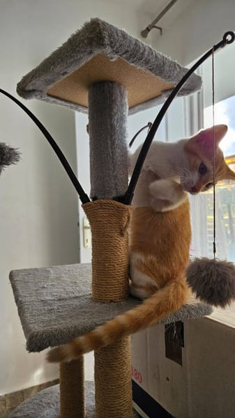 🐾   Bennington, femelle X européen née le 05/09/2025 🐱