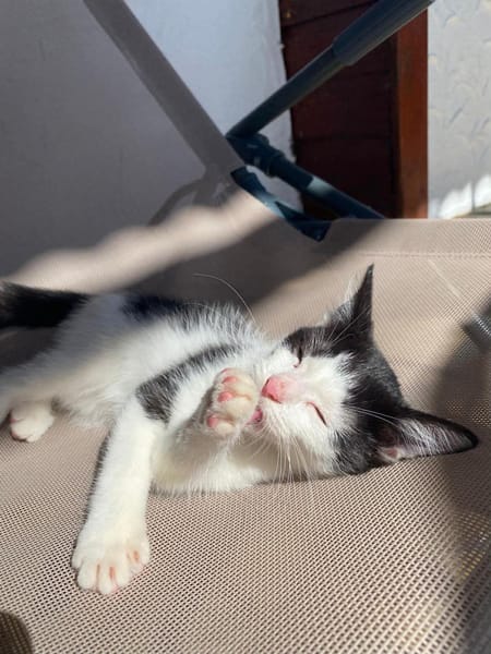 🐾   Athéa, femelle X européen née le 05/09/2025🐱