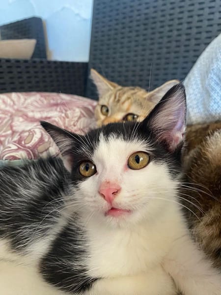 🐾   Athéa, femelle X européen née le 05/09/2025🐱