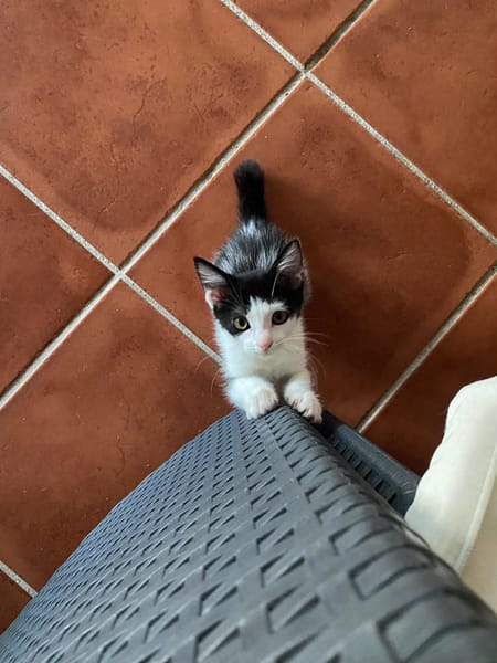 🐾   Athéa, femelle X européen née le 05/09/2025🐱