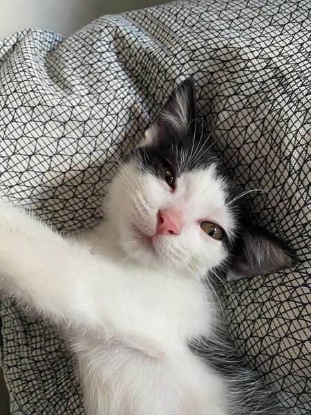 🐾   Athéa, femelle X européen née le 05/09/2025🐱