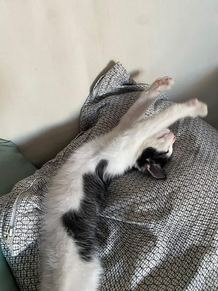 🐾   Athéa, femelle X européen née le 05/09/2025🐱