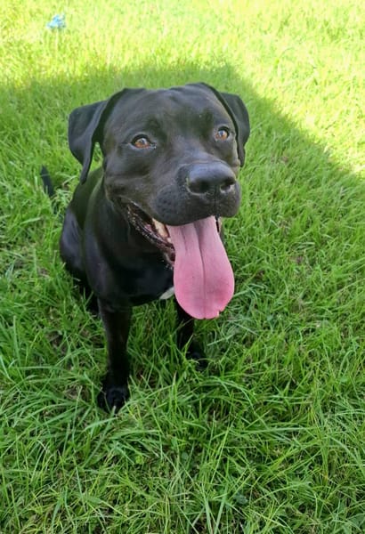 Tito, mâle croisé berger, né le 10/02/2022 🐶