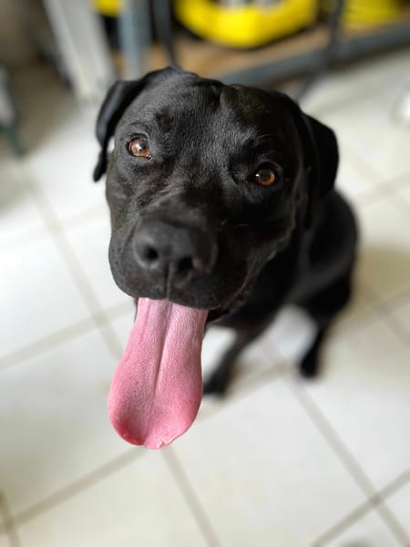 Tito, mâle croisé berger, né le 10/02/2022 🐶