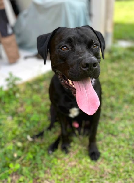 Tito, mâle croisé berger, né le 10/02/2022 🐶