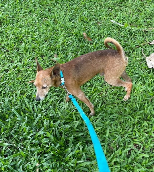 Tchoupi, mâle X Pinscher né le 01/01/2017🐶