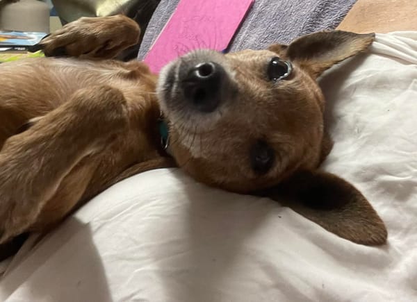 Tchoupi, mâle X Pinscher né le 01/01/2017🐶