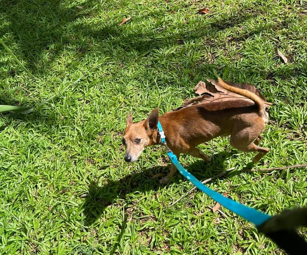 Tchoupi, mâle X Pinscher né le 01/01/2017🐶