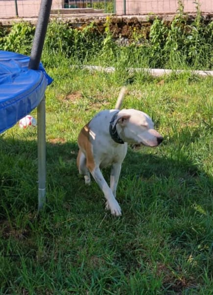 Romy, femelle, X Berger, née le 02/10/2022