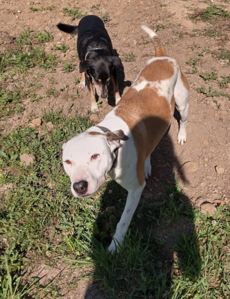 Romy, femelle, X Berger, née le 02/10/2022