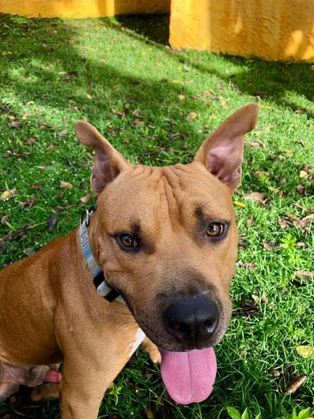 Omy, mâle croisé berger, né le 31/01/2024🐶