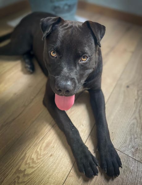 Nounours, mâle croisé Cane Corso, né le 15/05/2025 🐶