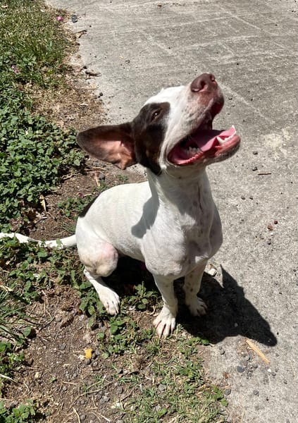 Neo, mâle croisé berger, né le 01/01/2025 🐶