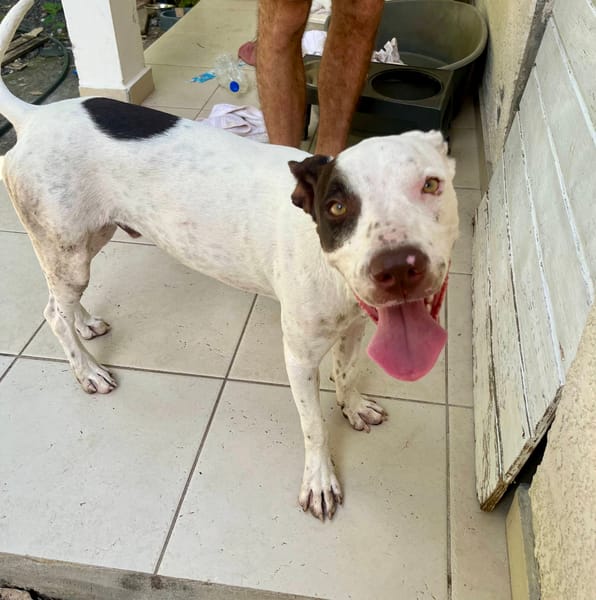 Neo, mâle croisé berger, né le 01/01/2025 🐶