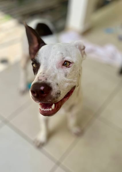 Neo, mâle croisé berger, né le 01/01/2025 🐶