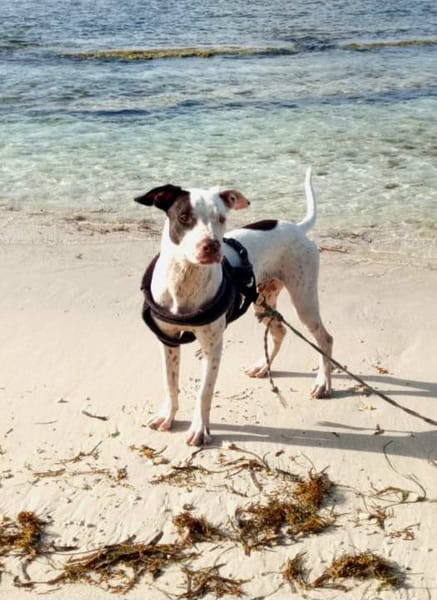 Neo, mâle croisé berger, né le 01/01/2025 🐶