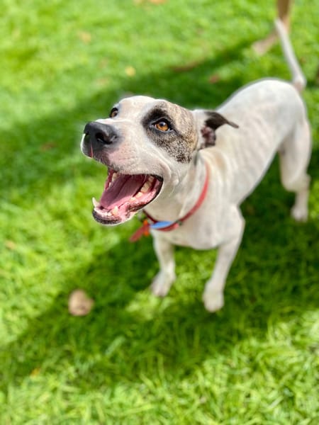 Hanae, femelle croisée berger née le 03/11/2023 🐶