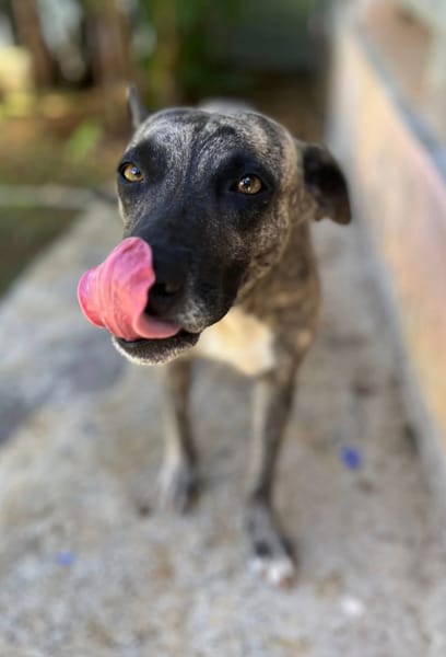 Donna, femelle, croisée berger, née le 10/09/2023