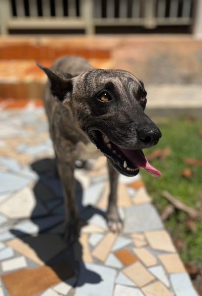 Donna, femelle, croisée berger, née le 10/09/2023