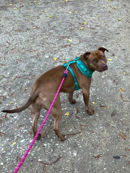 Brooklyn, femelle, Berger X Staffordshire Terrier (Décatégorisée par diagnose), née le 20/04/2022