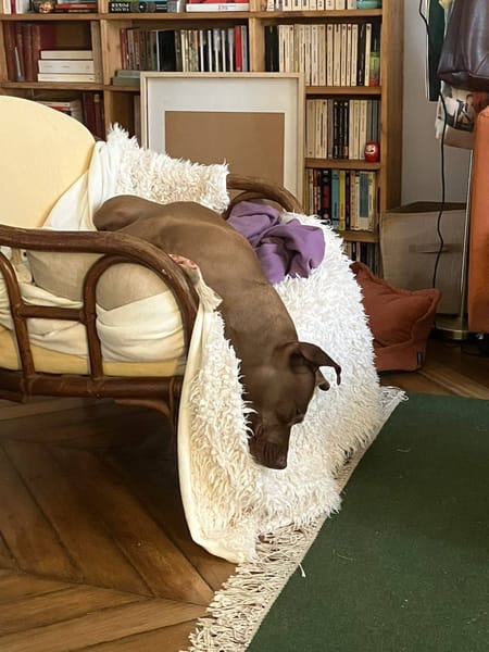 Brooklyn, femelle, Berger X Staffordshire Terrier (Décatégorisée par diagnose), née le 20/04/2022