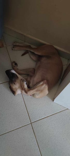 Anuka, femelle berger, née le 15/06/2025 🐶