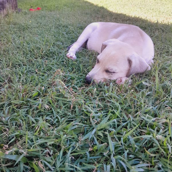 Yuno, femelle X border née le 14/09/2025