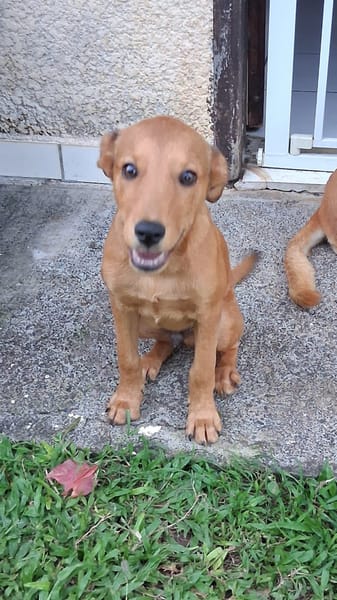 Ynook, mâle X croisé berger né le 06/09/2025