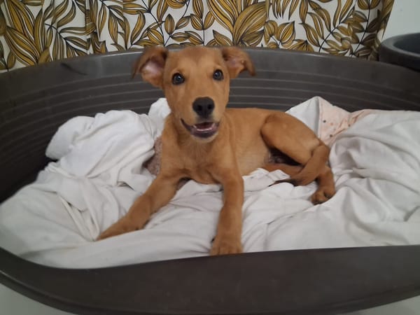 Ynook, mâle X croisé berger né le 06/09/2025