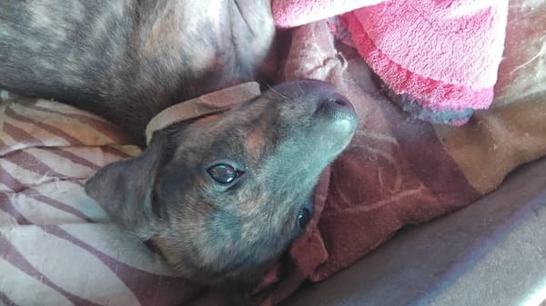 Ototo, mâle X croisé né le 21/09/2025