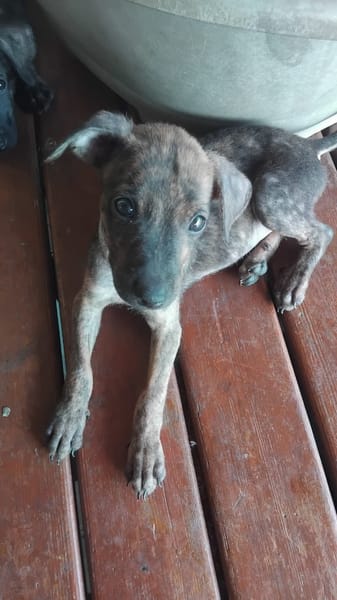 Ototo, mâle X croisé né le 21/09/2025