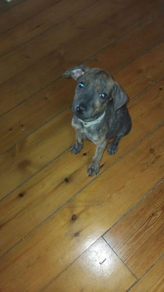 Ototo, mâle X croisé né le 21/09/2025