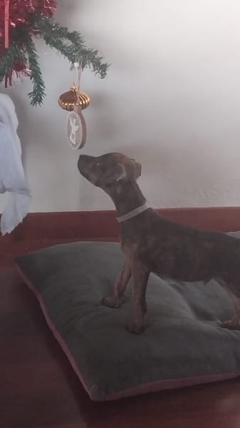 Ototo, mâle X croisé né le 21/09/2025