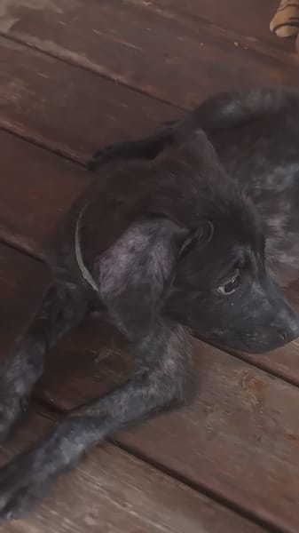 Orso, mâle X croisé né le 21/09/2025