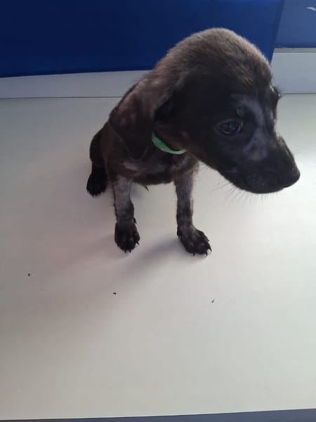 Orso, mâle X croisé né le 21/09/2025