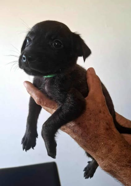 Orso, mâle X croisé né le 21/09/2025